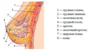 Где у женщин находятся молочные железы у