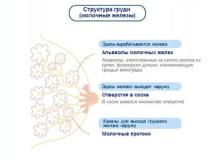 Когда начинает болеть молочные железы при беременности