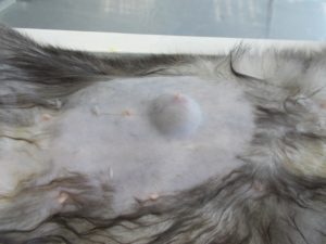 Рак молочной железы у кошек