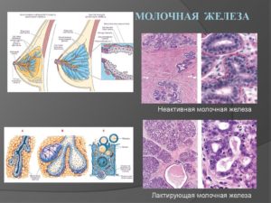 Гистофизиология молочной железы