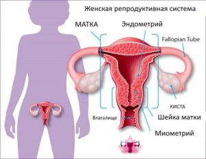 Половая жизнь при кисте яичника