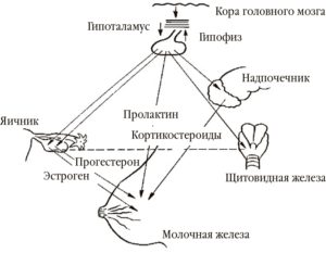 Гормоны молочной железы
