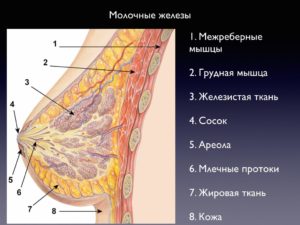 Железистая ткань молочной железы