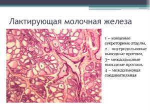 Гистофизиология молочной железы