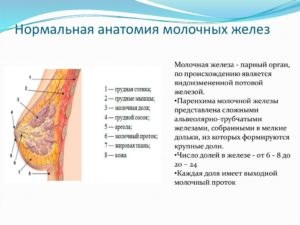 Молочные железы функции и строение