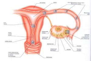 Не выходит яйцеклетка из яичника причины