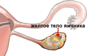 Почему не растут фолликулы в яичниках