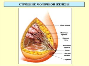 Дольки молочной железы на ощупь