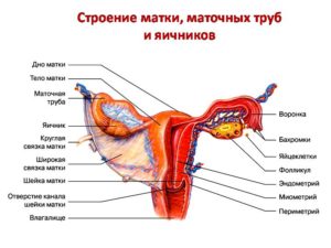 Строение матки и яичников