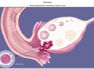 Не выходит яйцеклетка из яичника причины