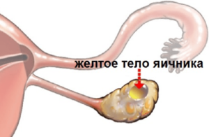 Регрессирующее желтое тело в яичнике