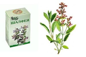 Шалфей лечебные свойства для женщин при климаксе