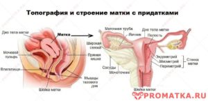 Строение матки и яичников