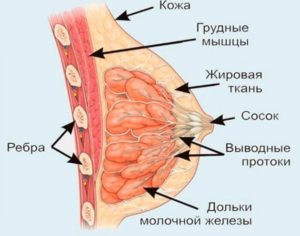 Болит молочная железа уплотнений нет