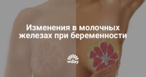 На какой день беременности набухают молочные железы