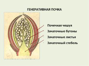 Зачаточный стебель рисунок