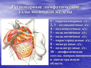 Регионарные лимфатические узлы молочной железы