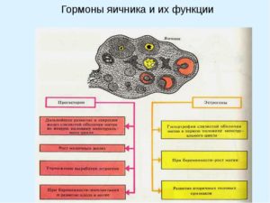 Нарушение гормональной функции яичников