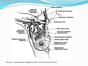 Есть ли в молочной железе лимфоузлы