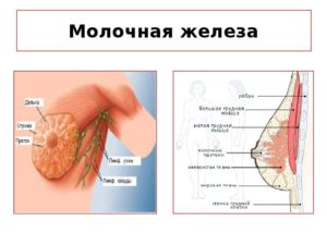 Где у женщин находятся молочные железы у