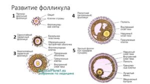 Гранулезные клетки яичников