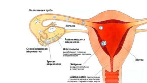 Может ли болеть яичник во время овуляции