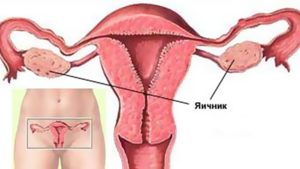 Работа яичников у женщин