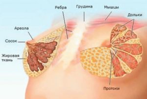 Дольки молочной железы на ощупь