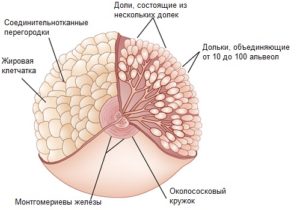 Железистая ткань молочной железы