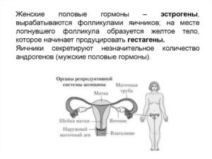 Как называются женские половые гормоны выделяемые фолликулярными клетками яичника