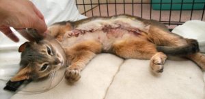 Удаление опухоли молочных желез у кошек