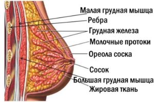 Волосы вокруг молочной железы