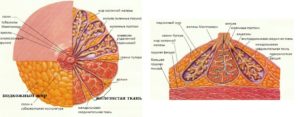 Железистая ткань молочной железы