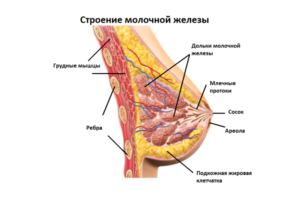 Дольки молочной железы на ощупь