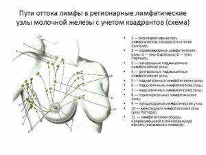 Аксиллярные лимфоузлы в молочной железе норма