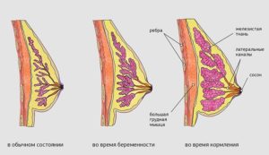 Когда начинает болеть молочные железы при беременности