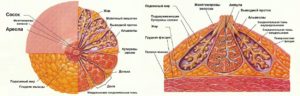 Анатомия молочной железы женщин