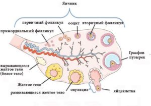 Фолликулы в яичниках что это значит