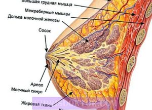 Жировая долька в молочной железе