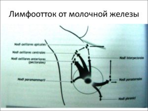 Отток лимфы от молочной железы