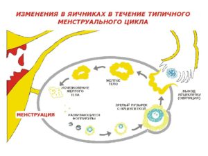 Как выходит яйцеклетка из яичника