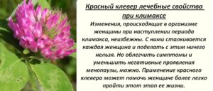 Шалфей лечебные свойства для женщин при климаксе