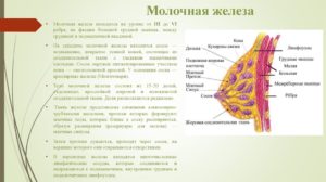 Железистая ткань молочной железы что это такое