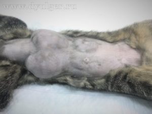 Рак молочной железы у кошек операция
