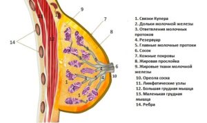 Матка боровая при фиброаденоме молочной железы