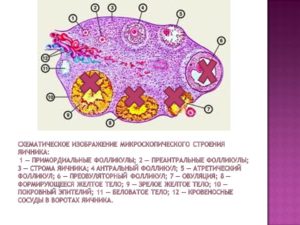 Строма яичника