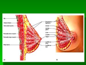 Анатомия молочной железы