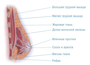 Где у женщин находятся молочные железы у