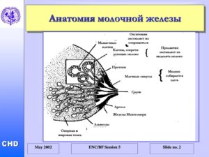 Анатомия молочной железы