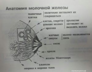 Анатомия молочной железы